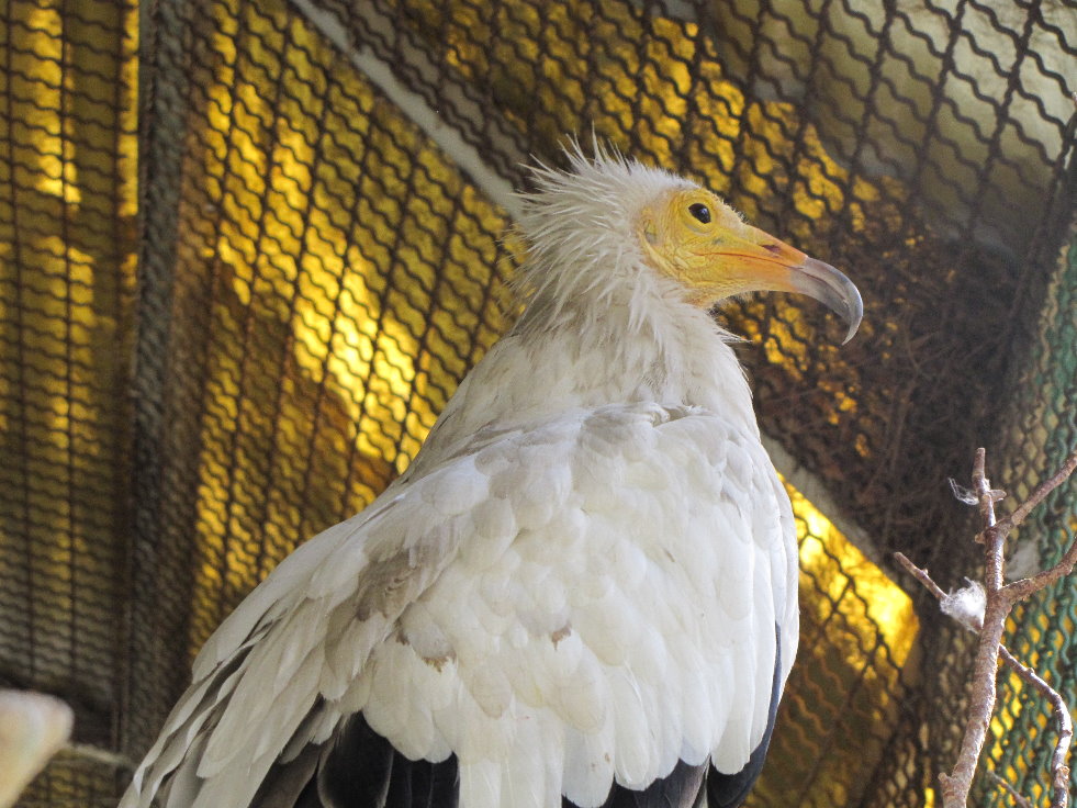 Egyptian vulture(tehran zoo)