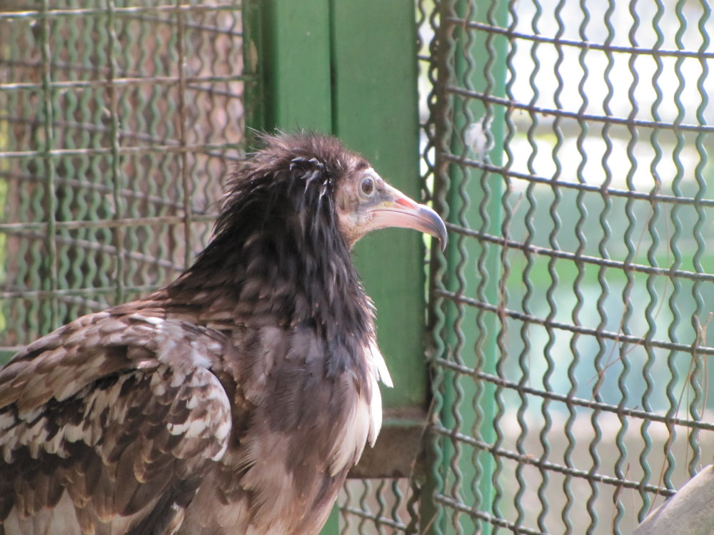 Egyptian vulture(tehran zoo)
