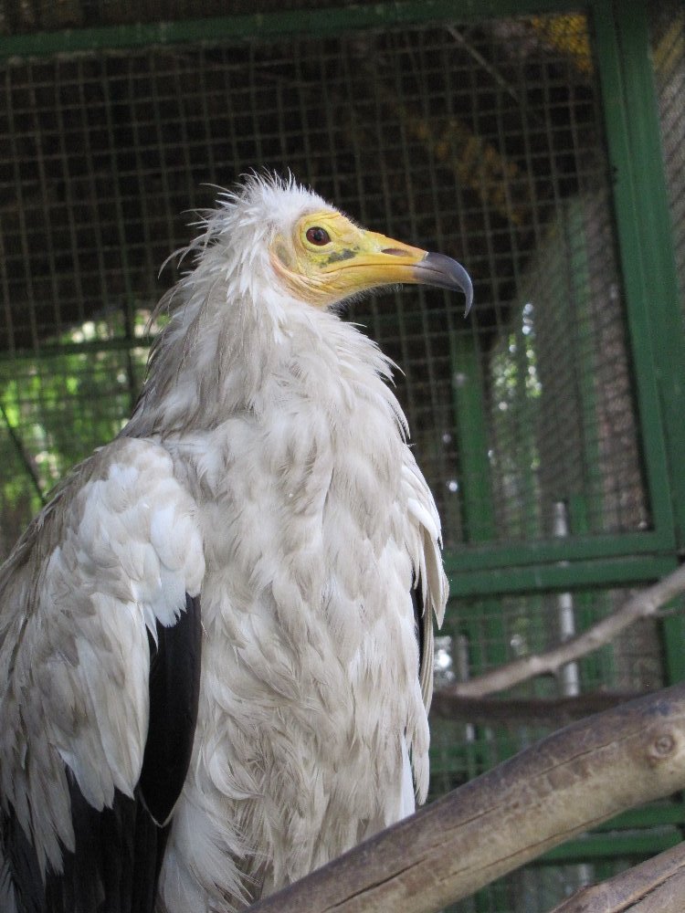 Egyptian vulture