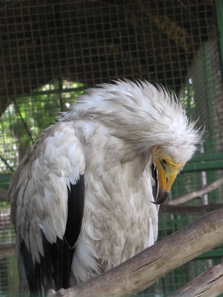 Egyptian vulture
