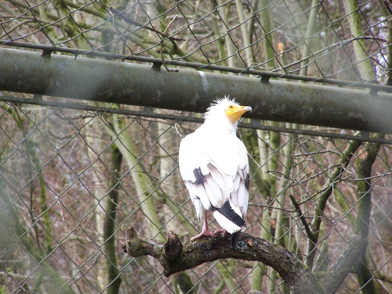 Egyptian vulture
