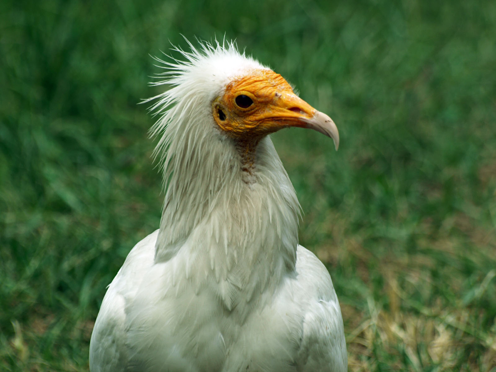 Egyptian vulture