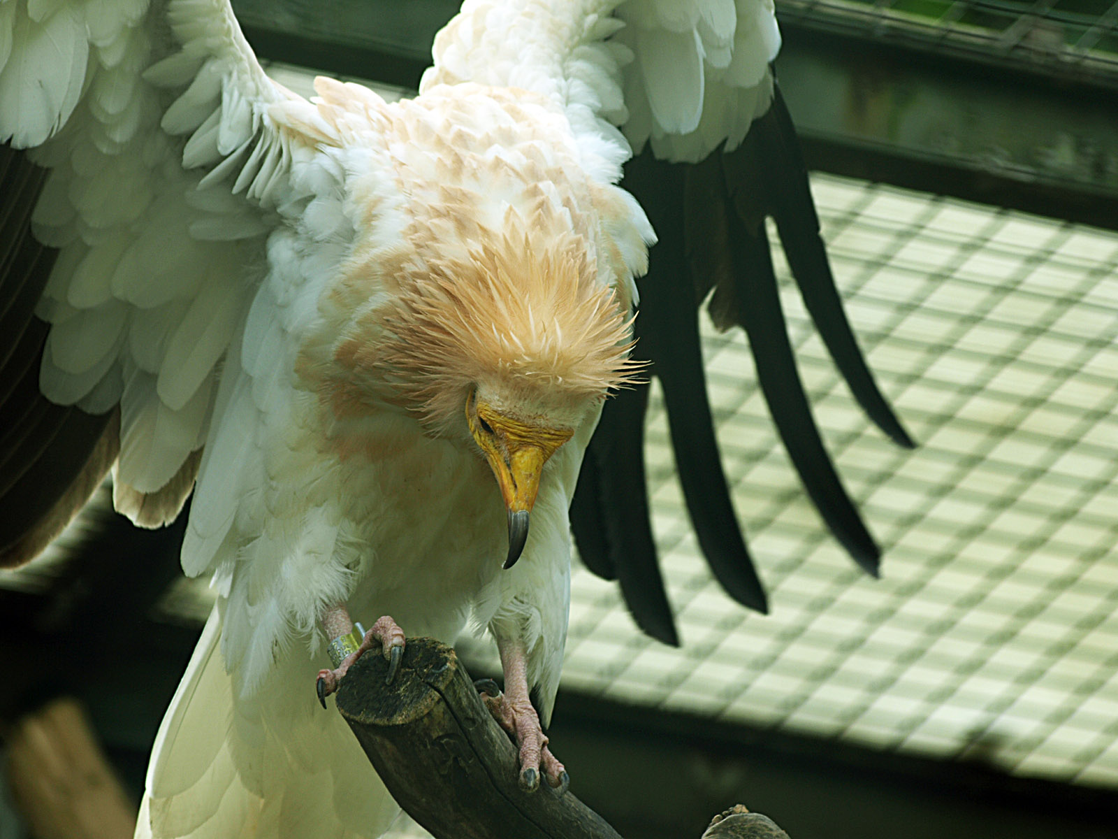 Egyptian vulture