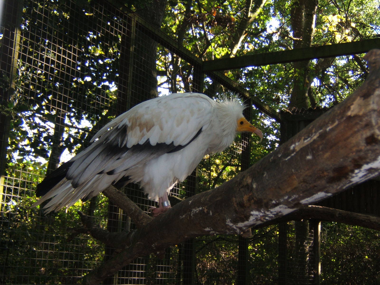 Egyptian Vulture
