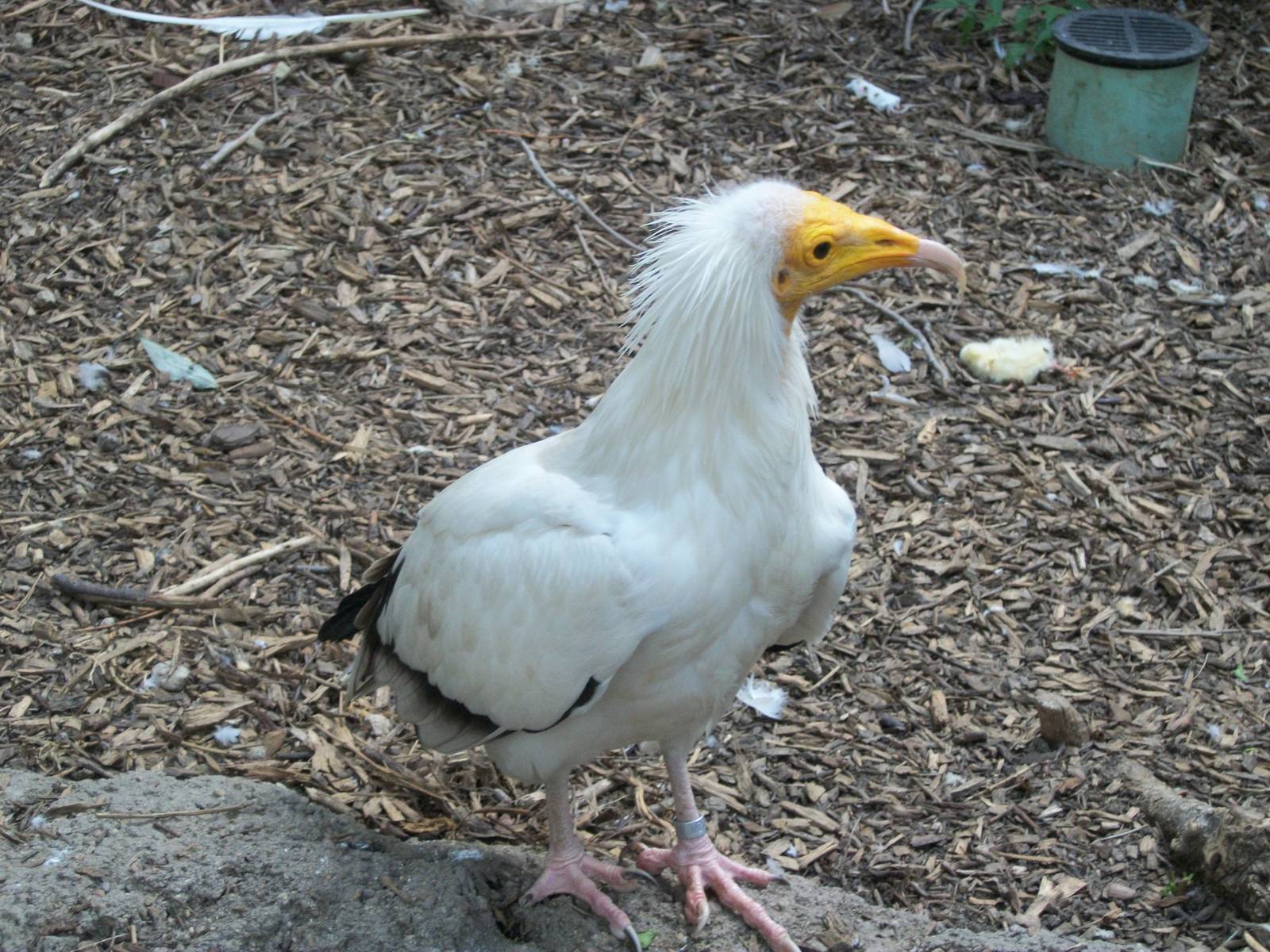 Egyptian Vulture