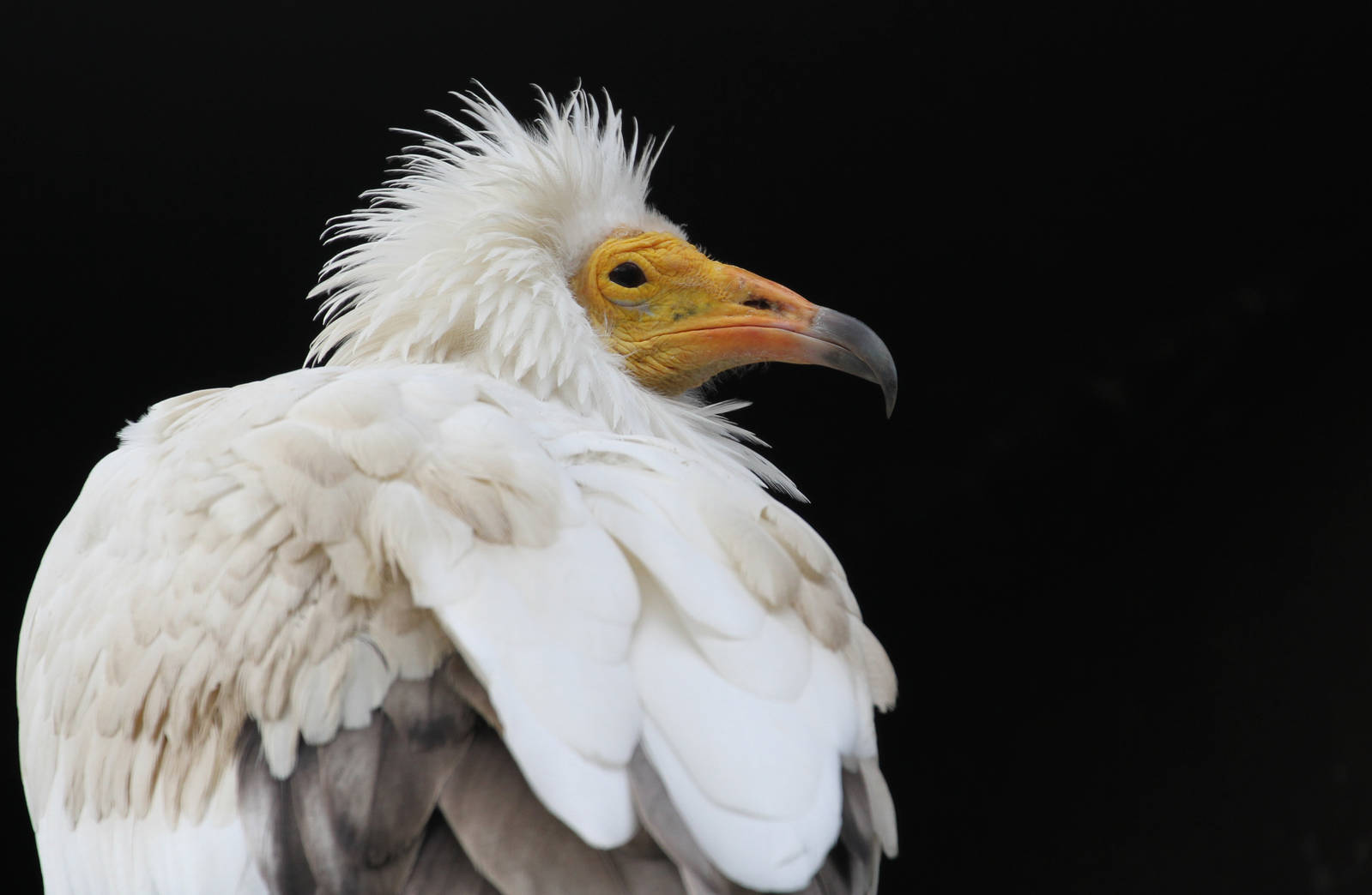 Egyptian Vulture