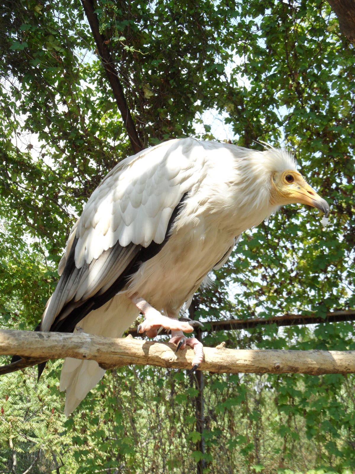 Egyptian vulture