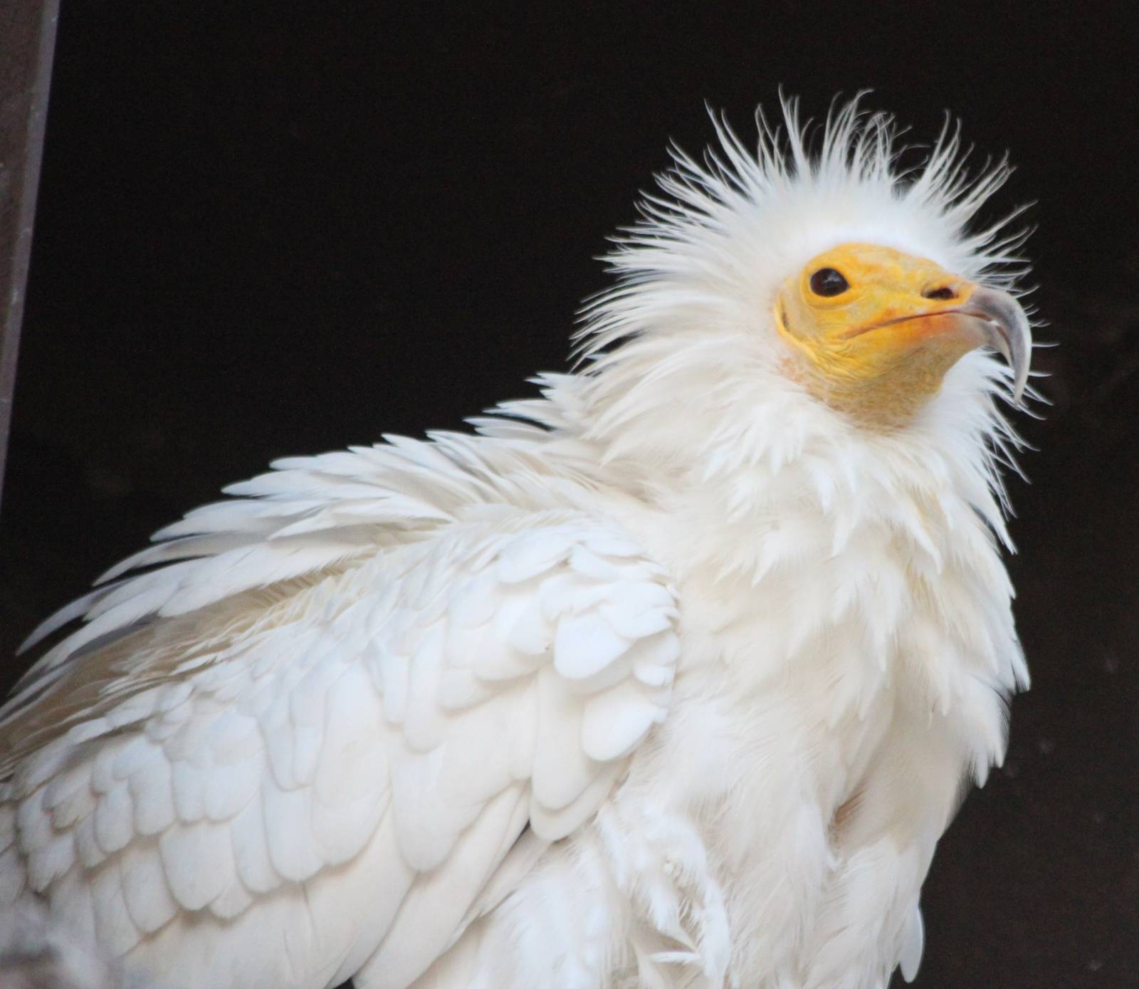 Egyptian Vulture
