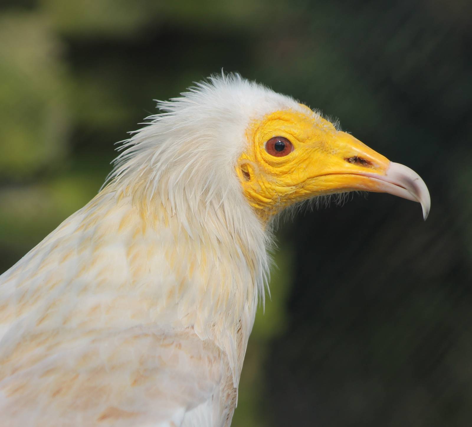 Egyptian vulture