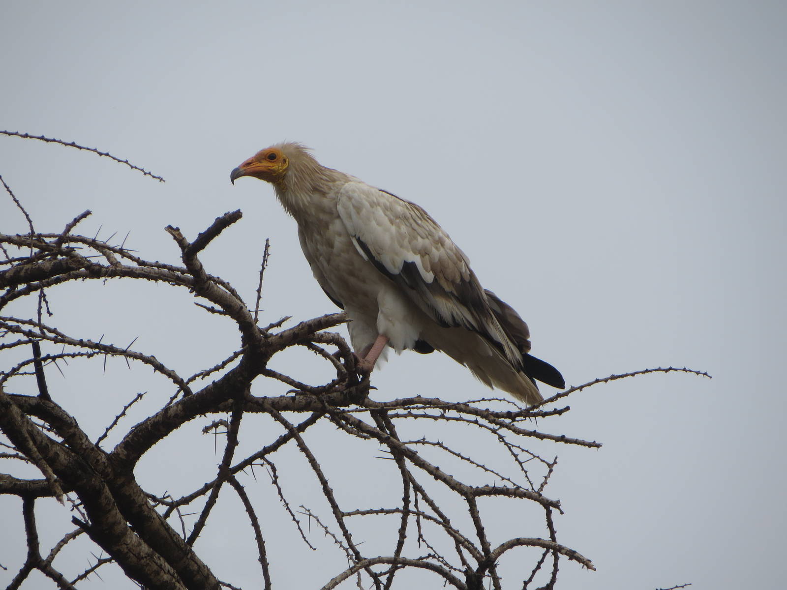 Egyptian vulture