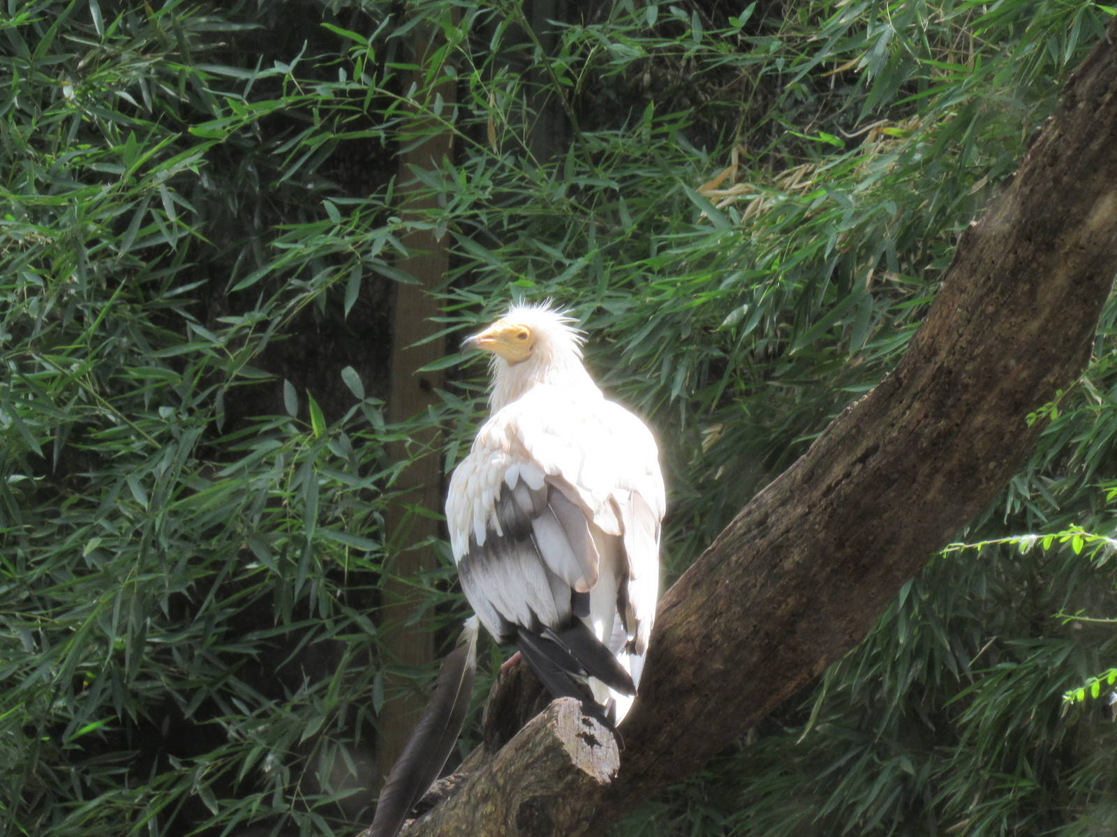 Egyptian Vulture