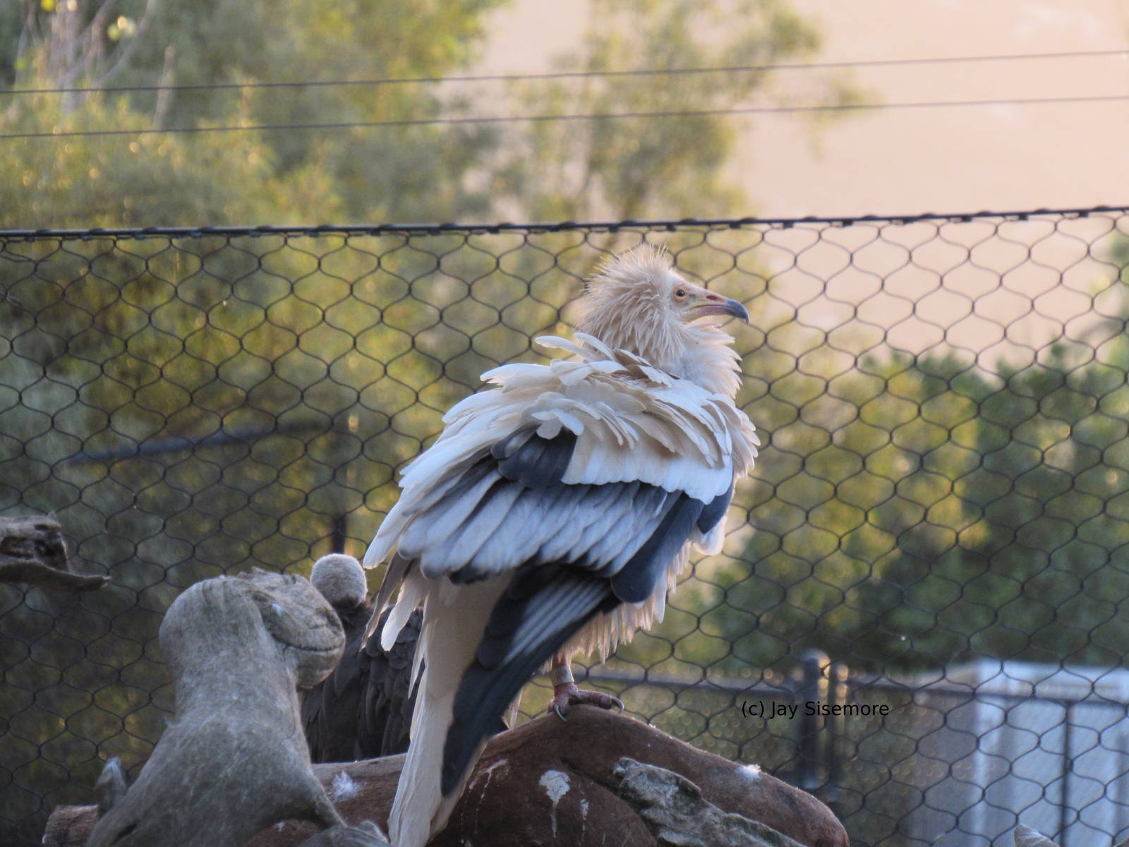 Egyptian Vulture
