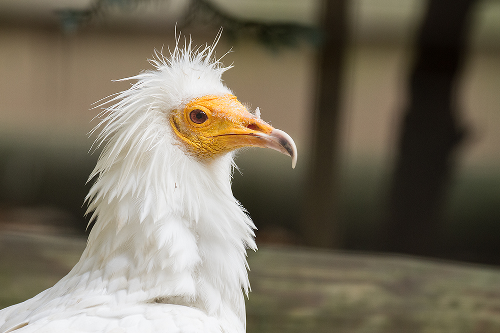 Egyptian Vulture