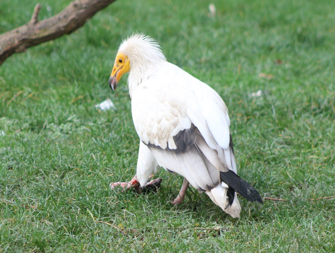 Egyptian vulture