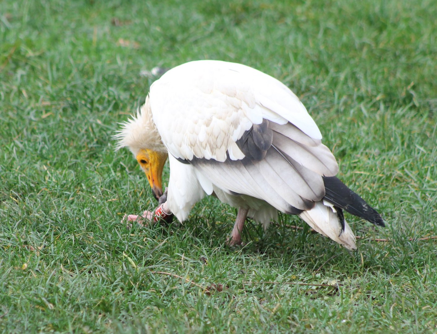 Egyptian vulture