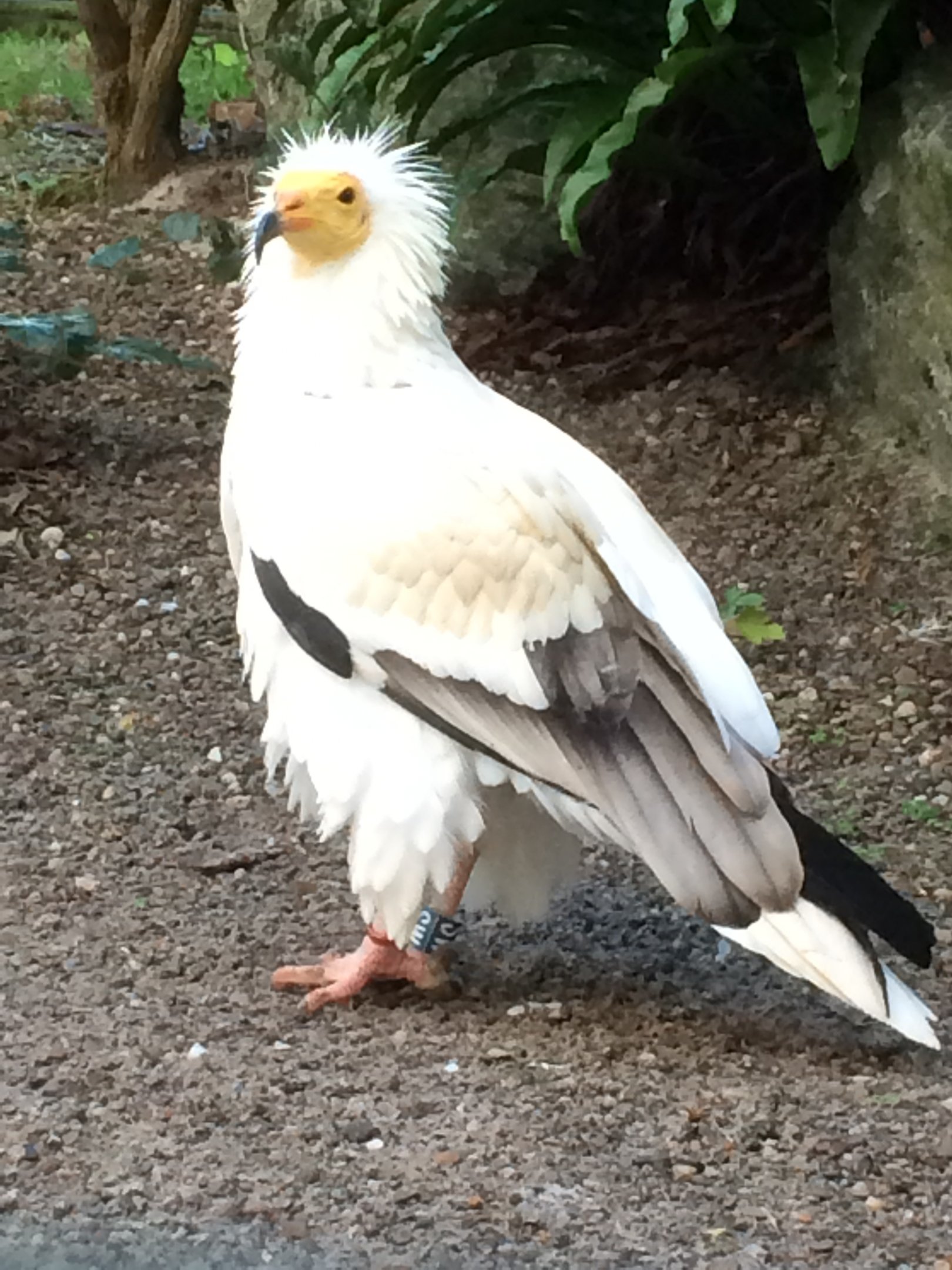 Egyptian vulture