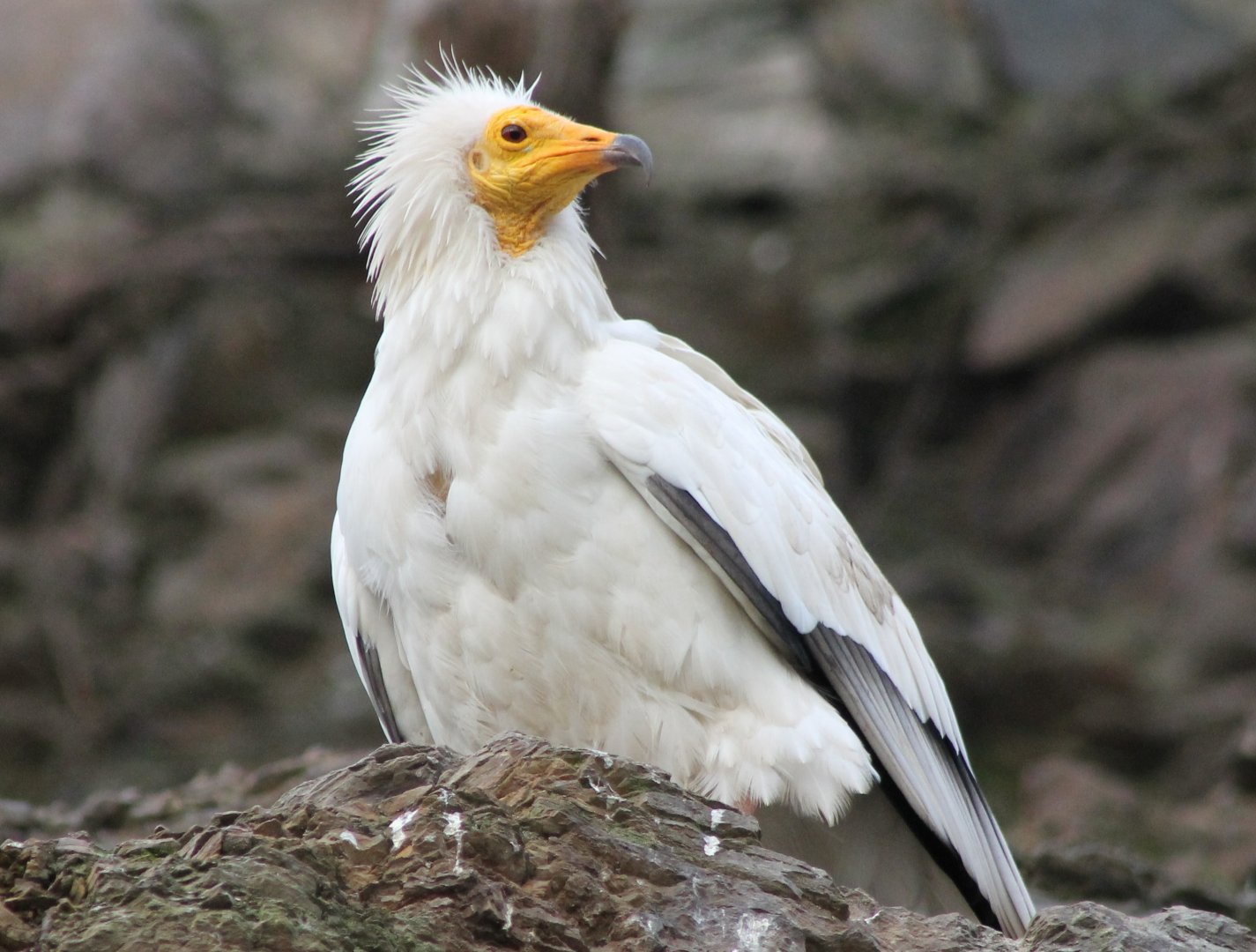 Egyptian Vulture
