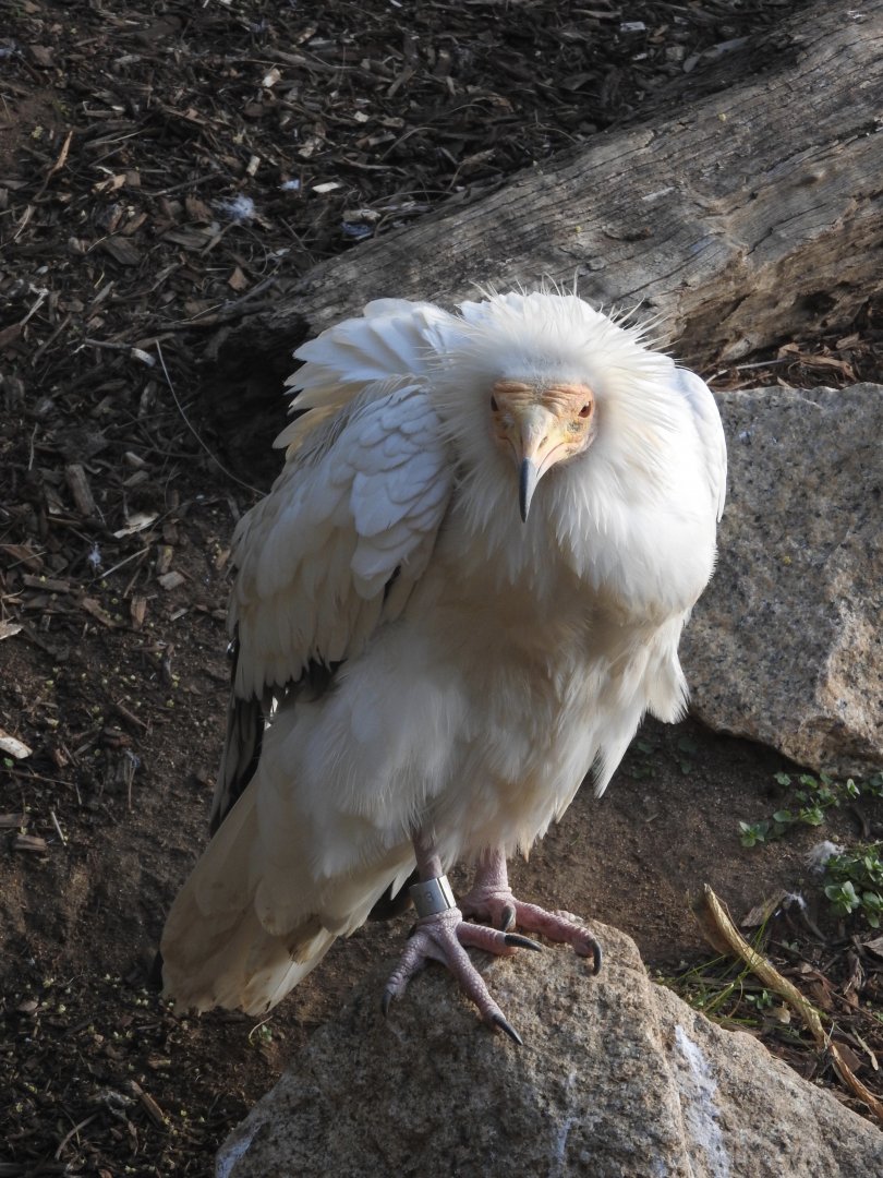Egyptian Vulture