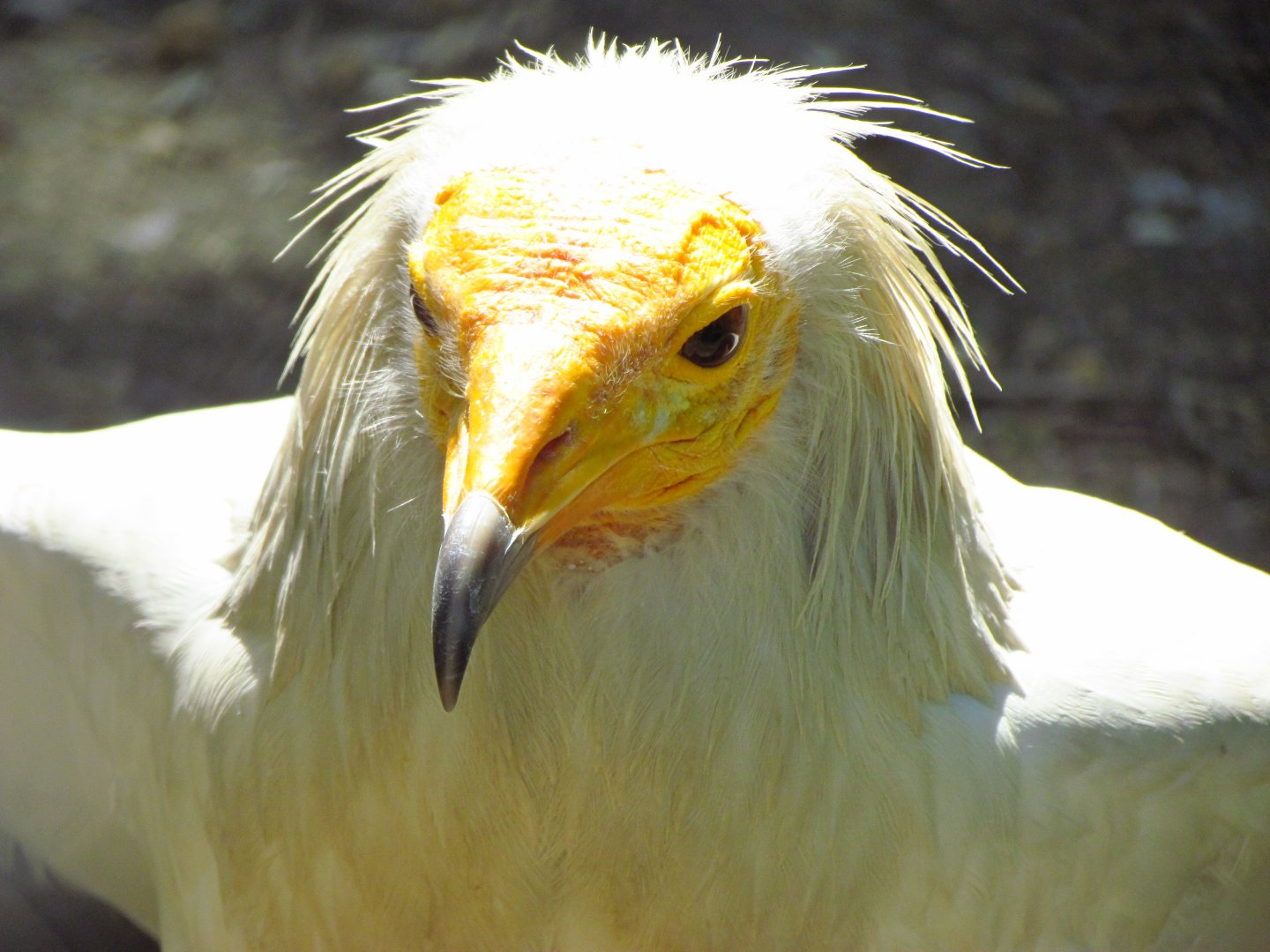 Egyptian vulture