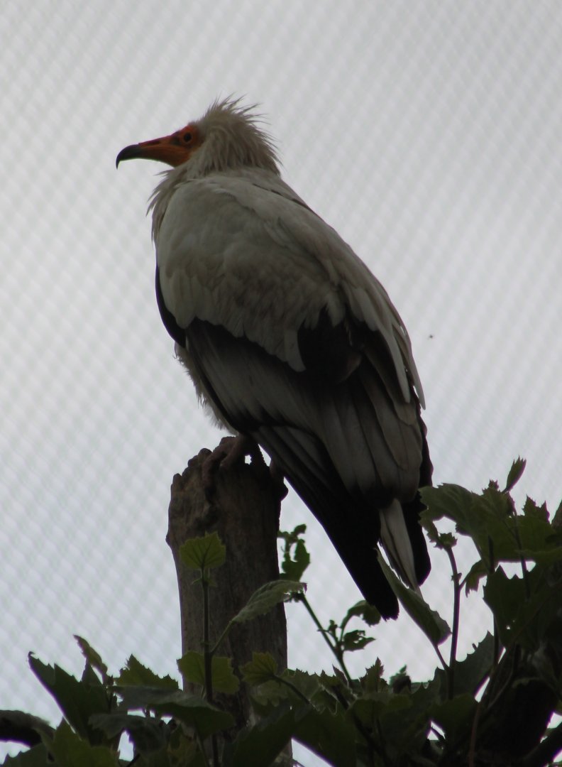 Egyptian vulture
