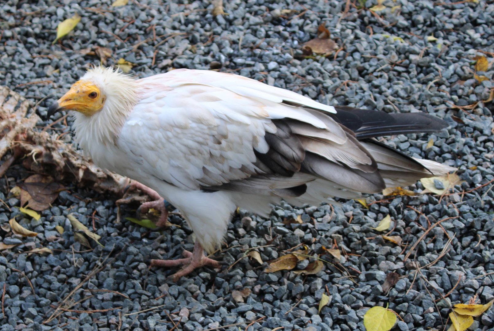 Egyptian vulture