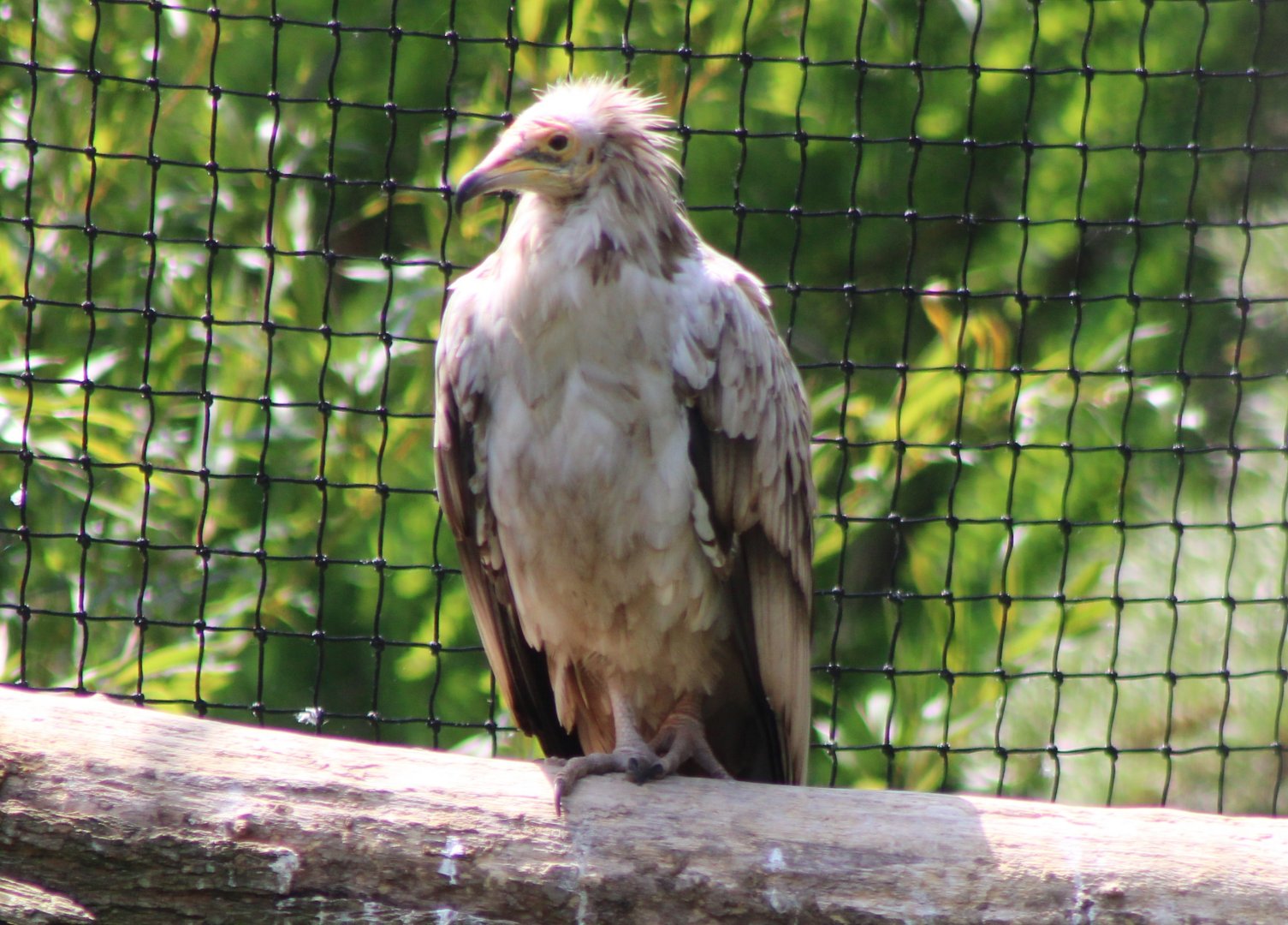 Egyptian vulture
