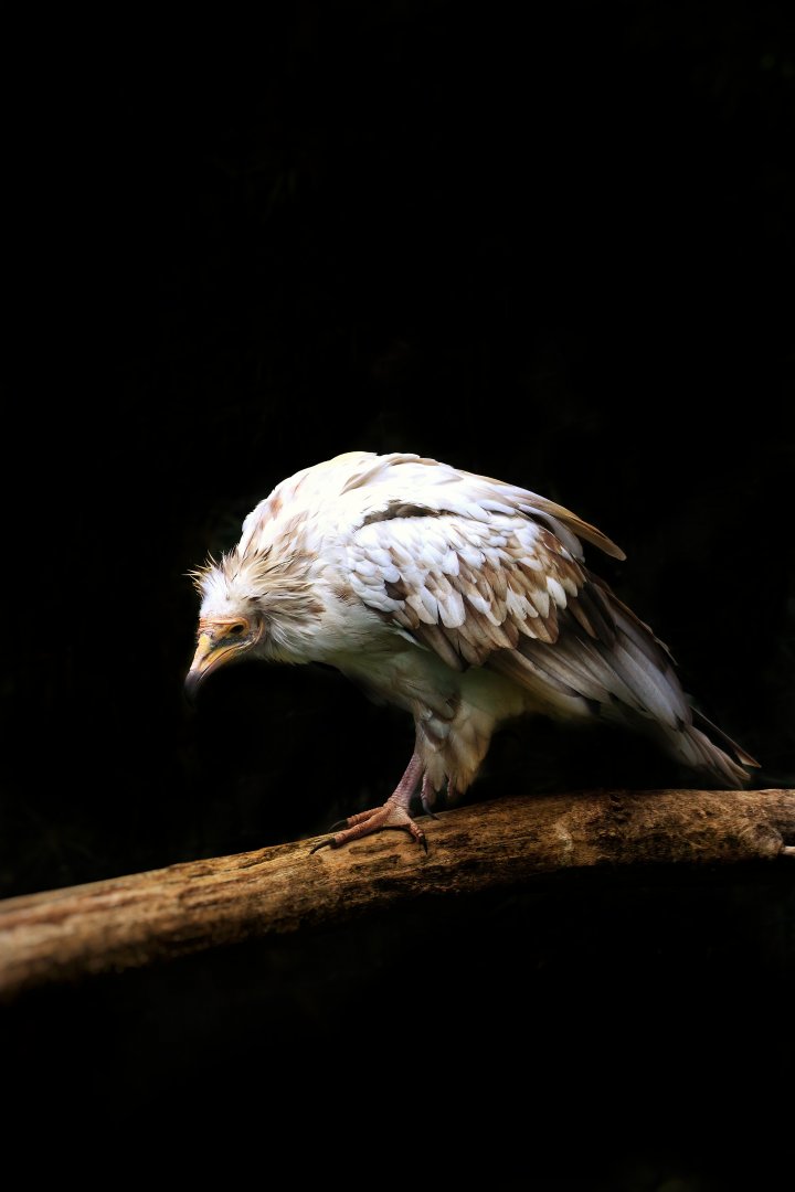 Egyptian vulture