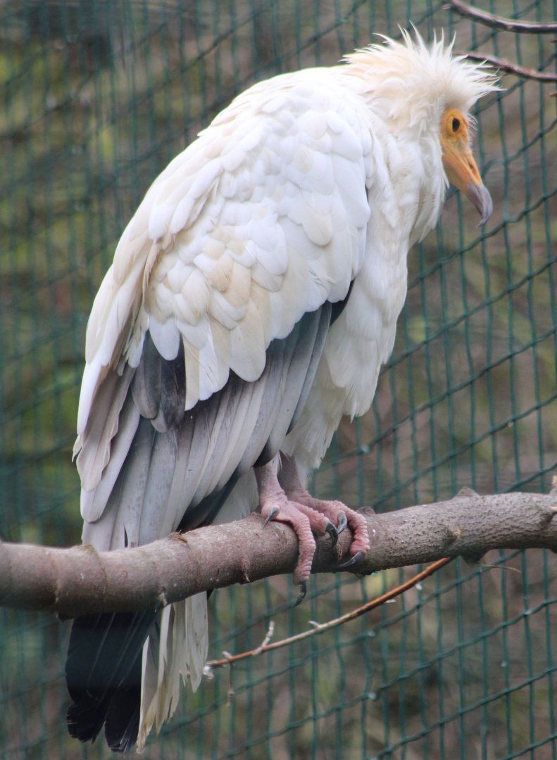 Egyptian vulture