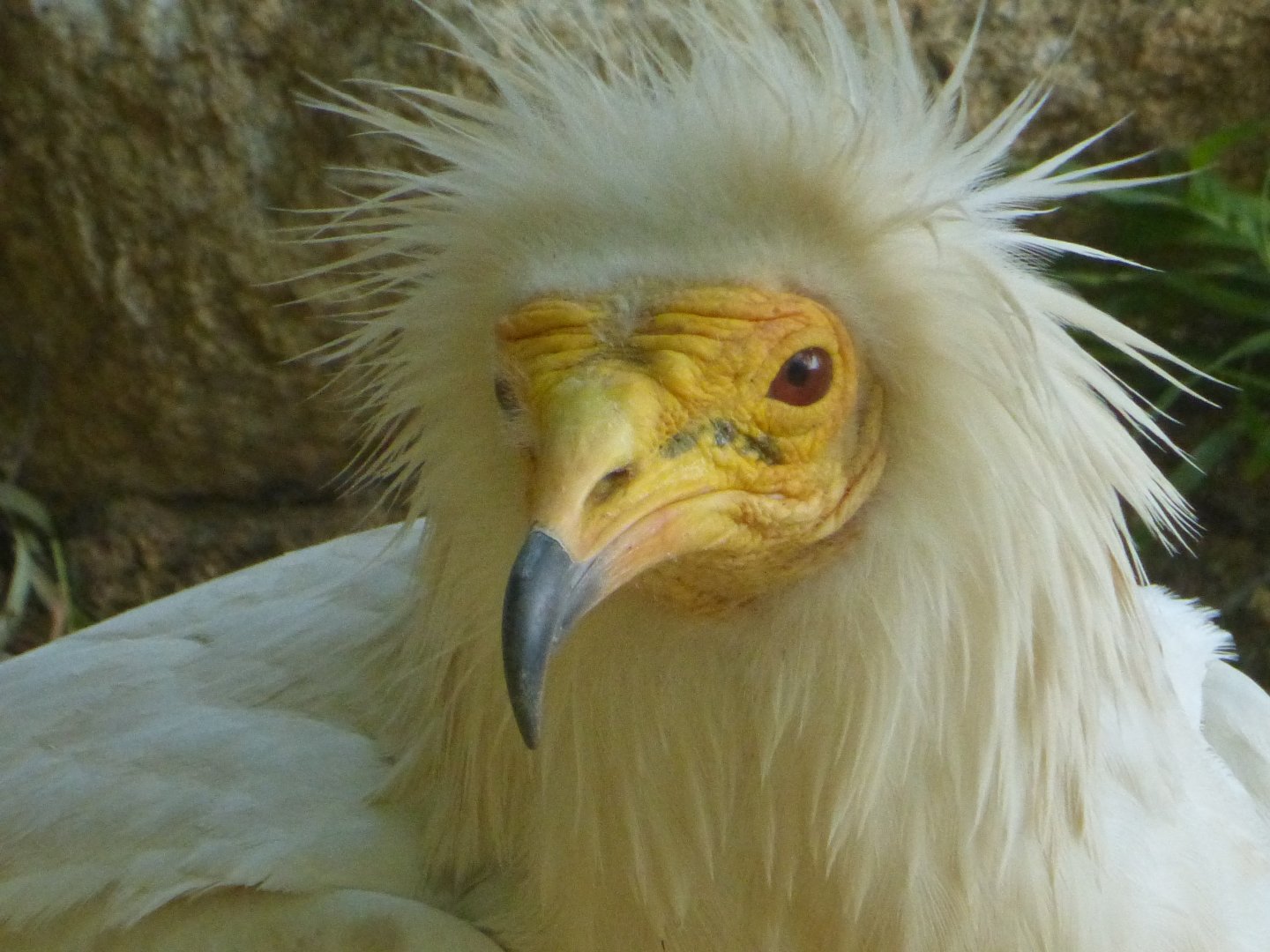 Egyptian vulture