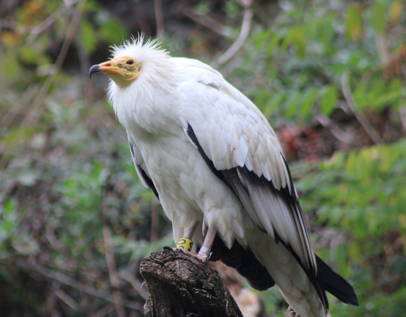 Egyptian vulture