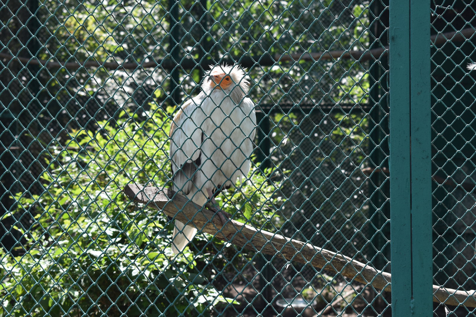 Egyptian vulture