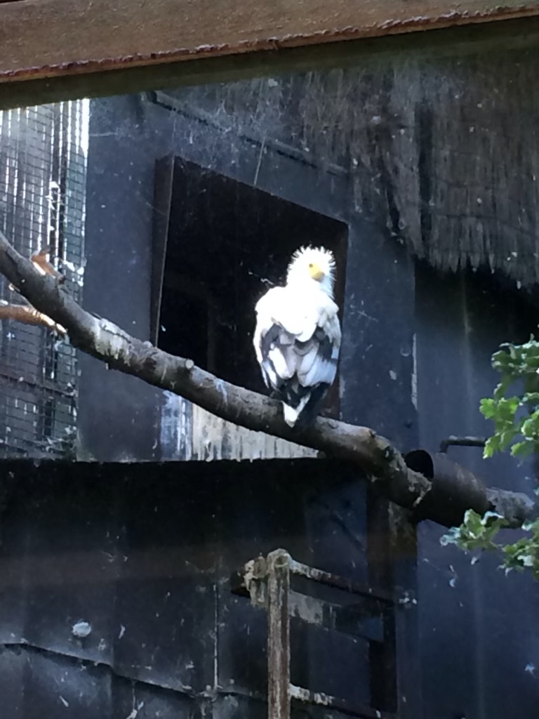 Egyptian vulture