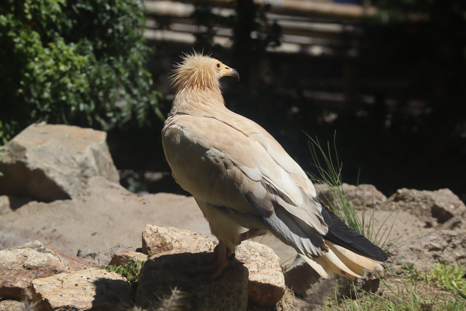 Egyptian Vulture