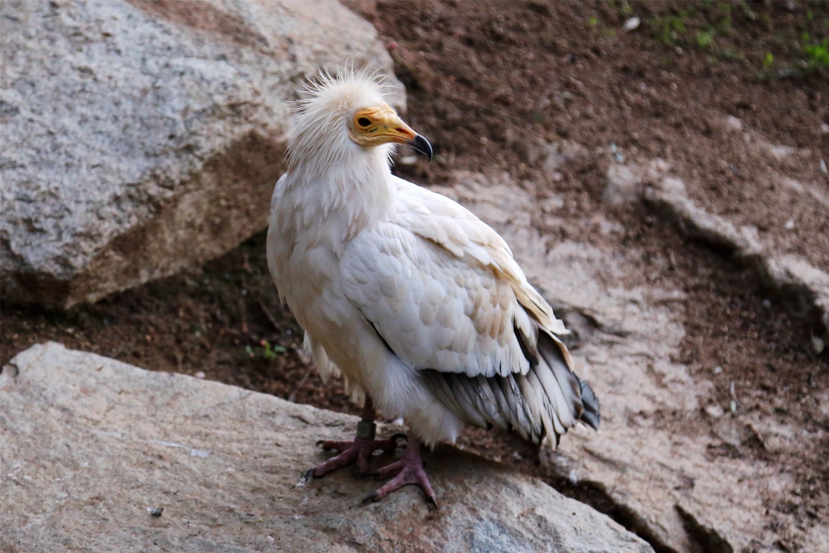 Egyptian Vulture