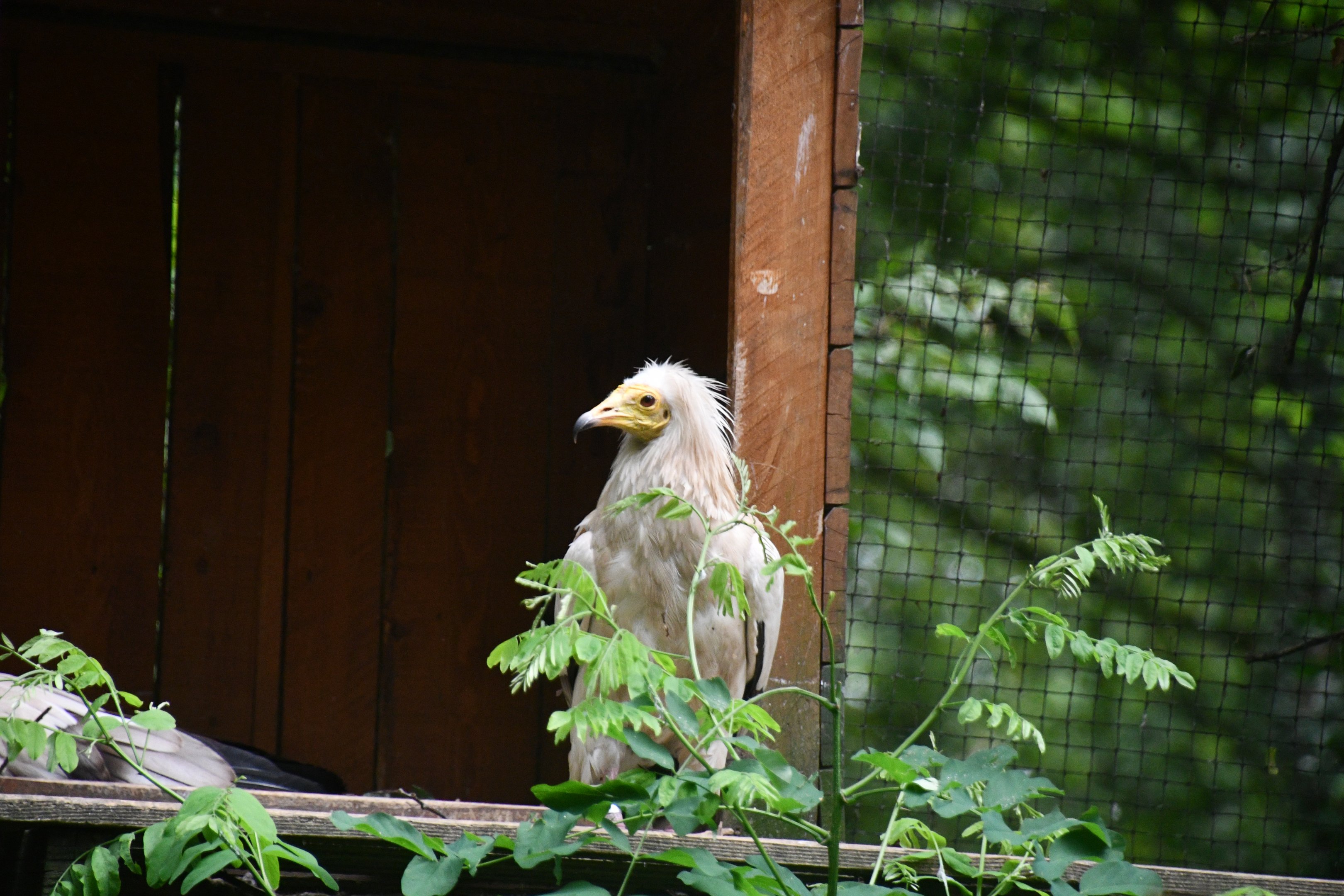 Egyptian Vulture