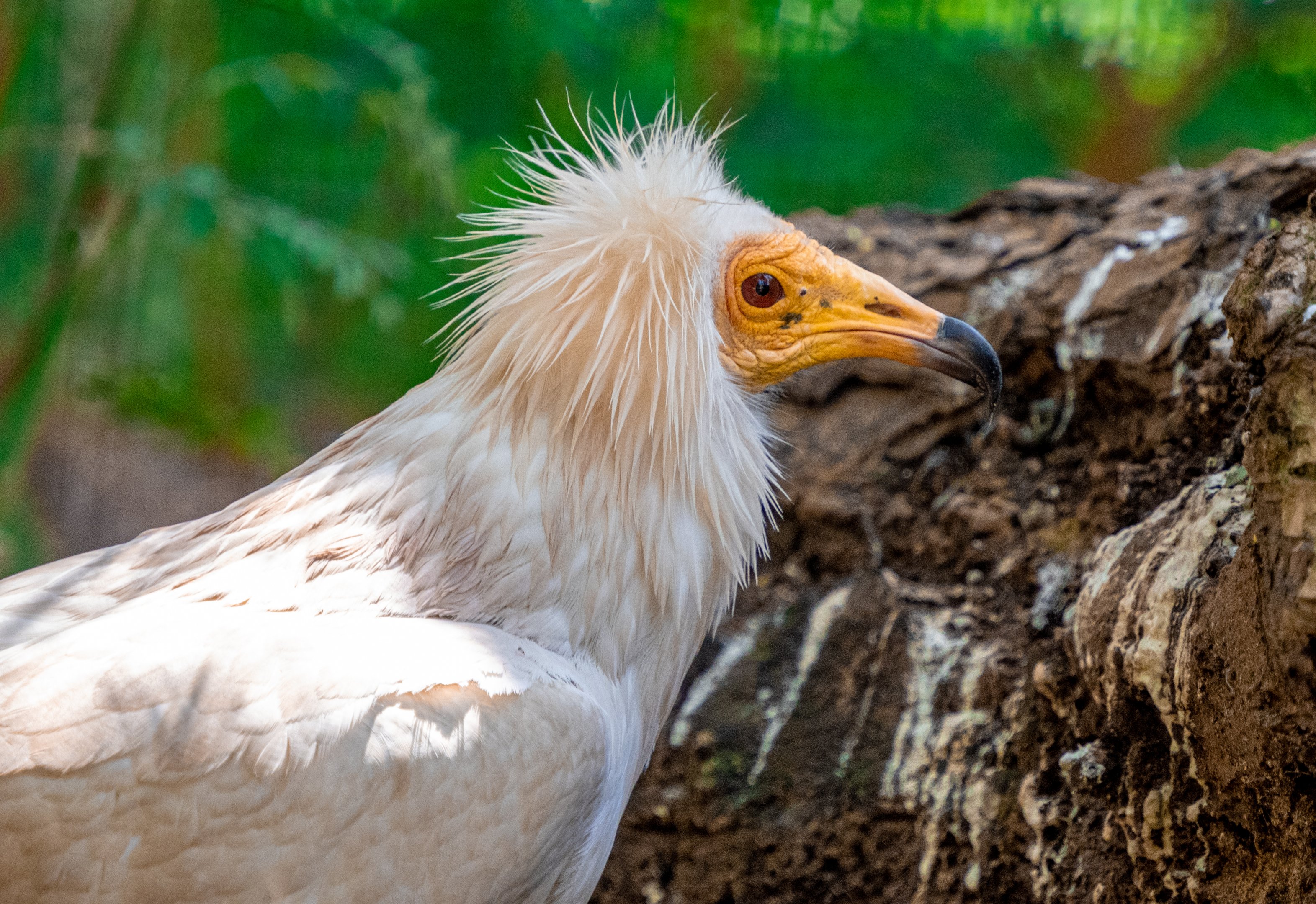 Egyptian Vulture