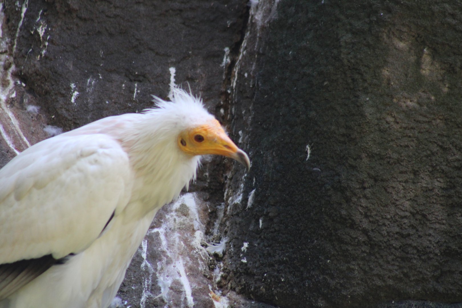 Egyptian Vulture