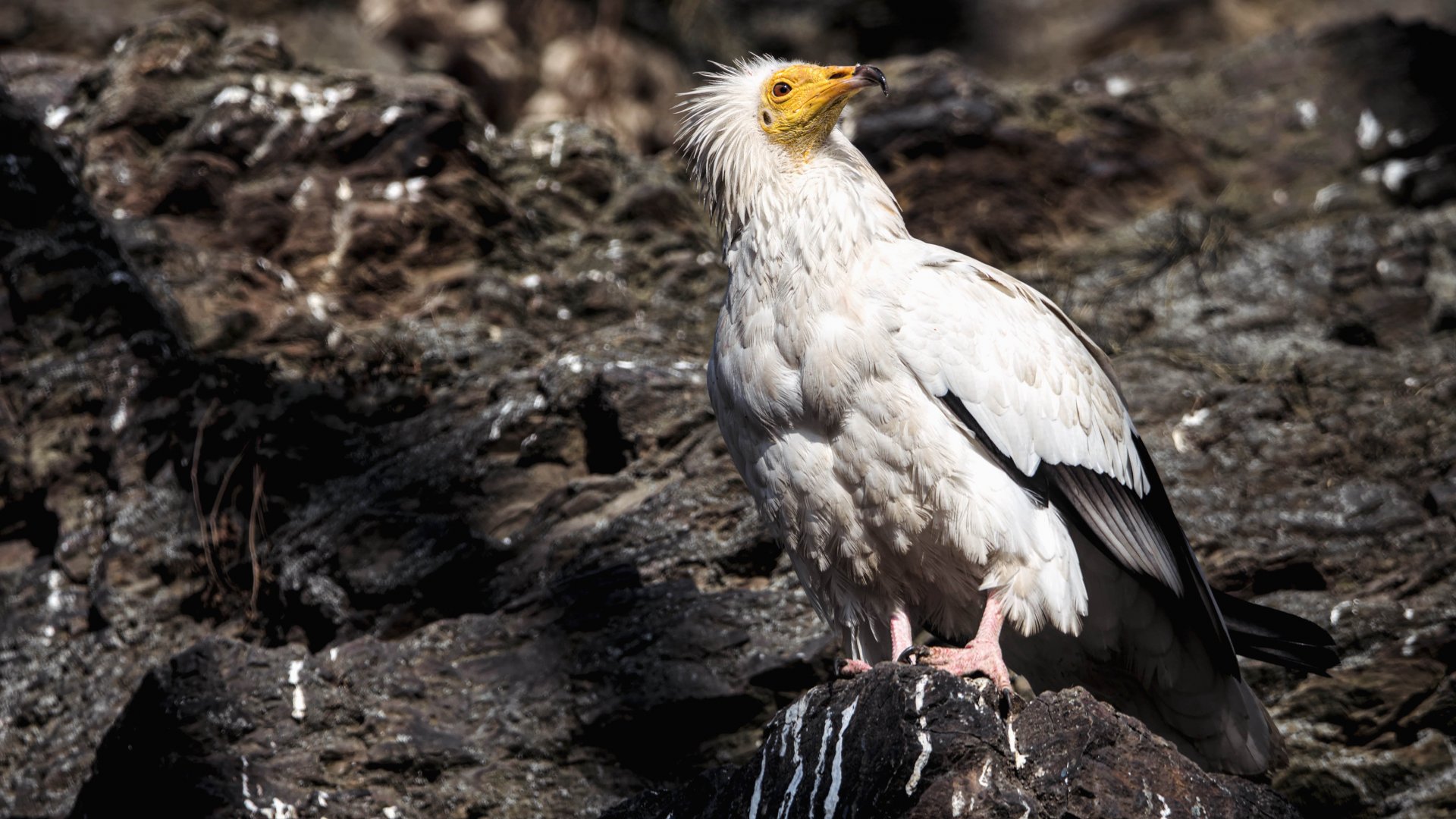 Egyptian vulture