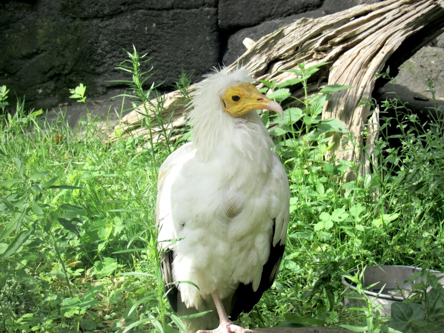 Egyptian vulture