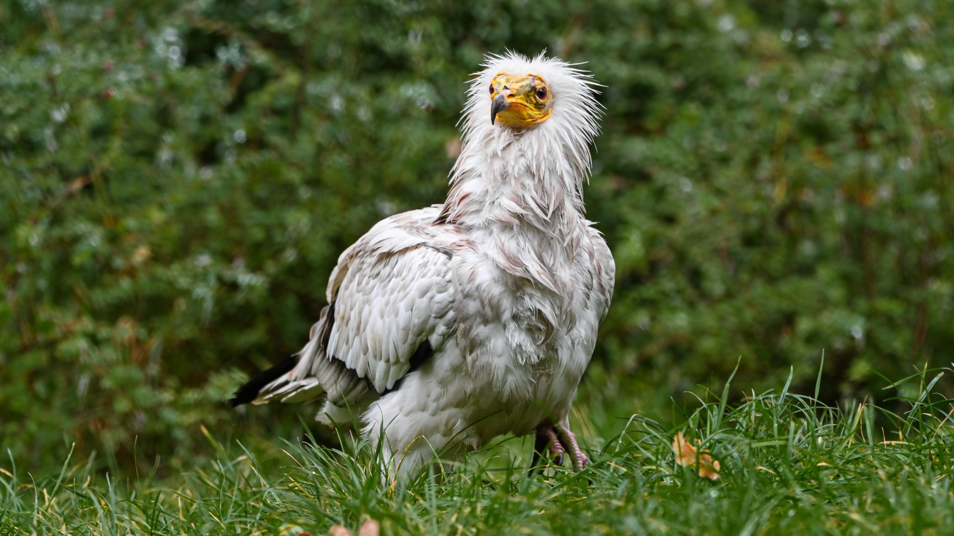 Egyptian vulture