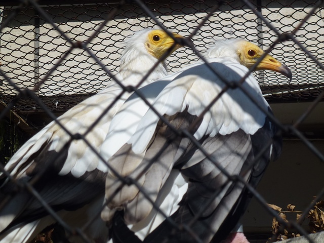Egyptian Vultures 15.9.13