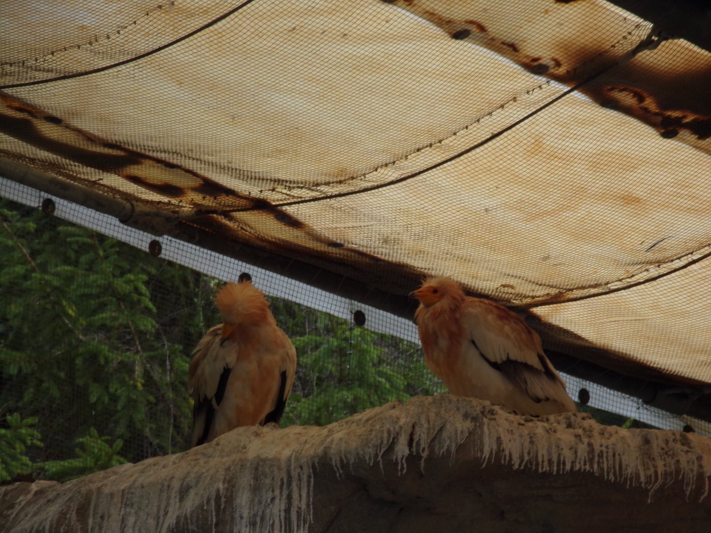Egyptian vultures 9.7.25