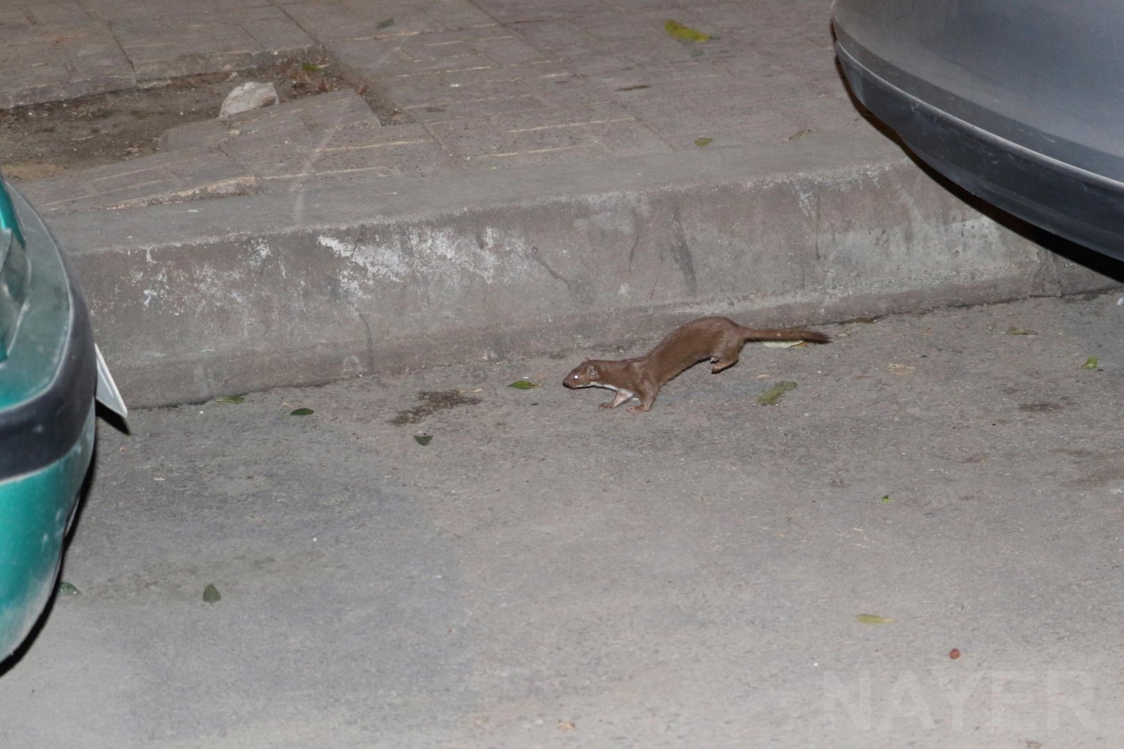 Egyptian weasel, January 2019