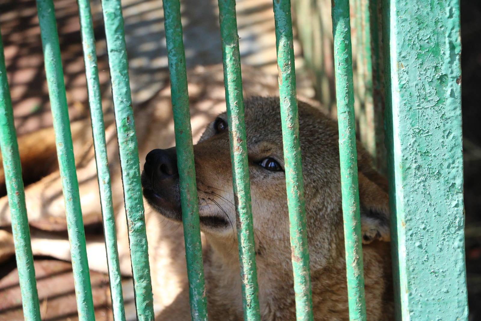 Egyptian wolf, February 2016