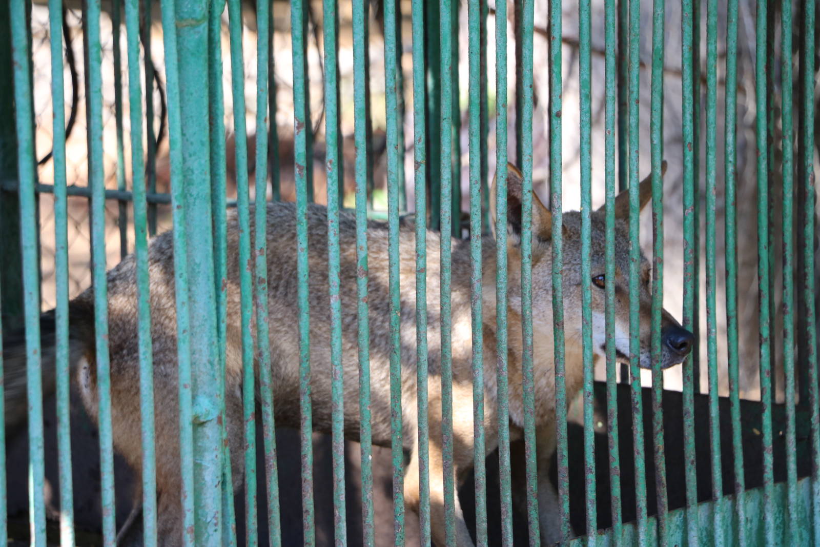 Egyptian wolf, October 2015