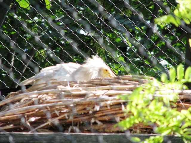 Egyptian_Vulture_nesting