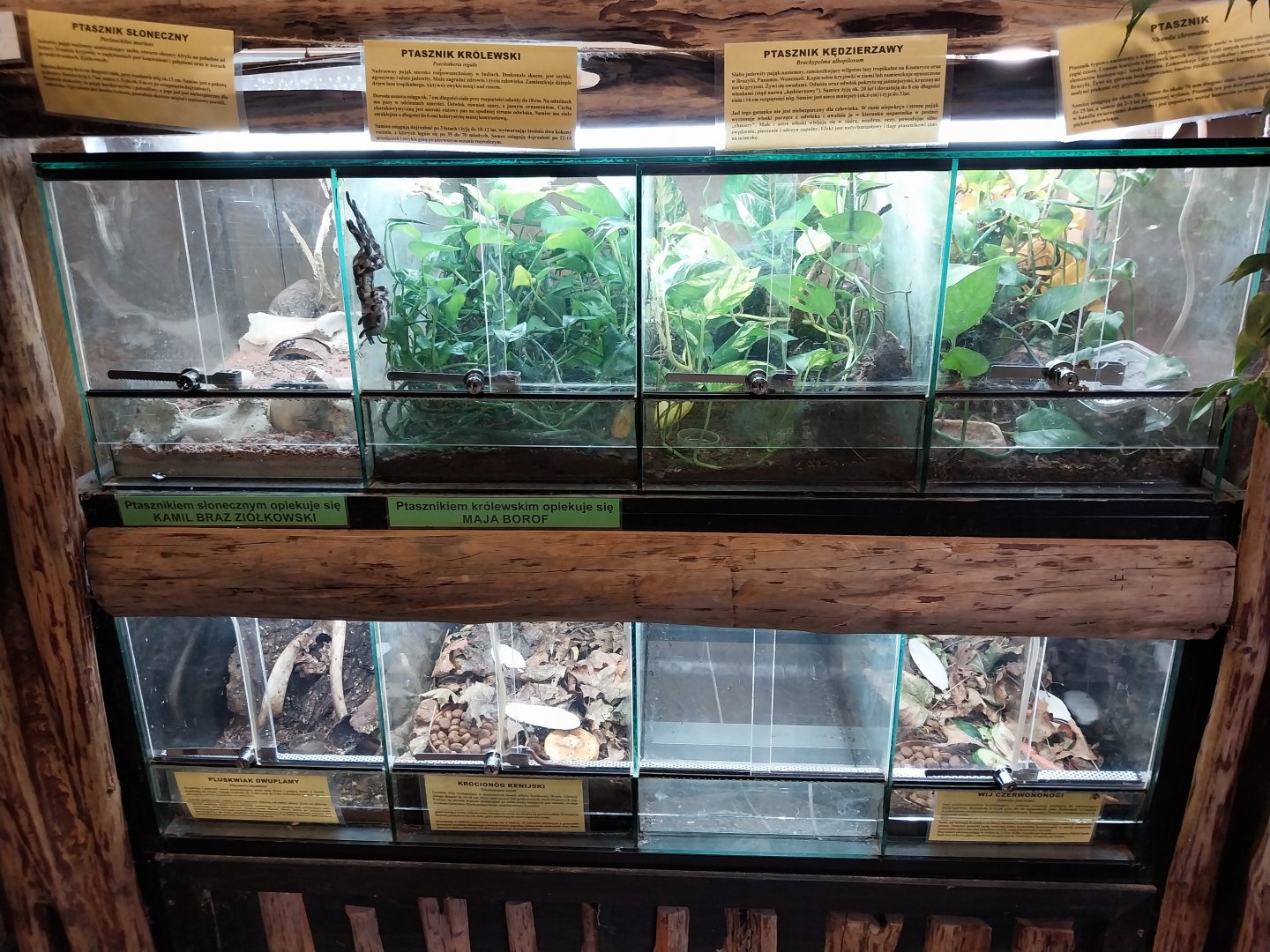 Egzotarium - Bird spiders and insects