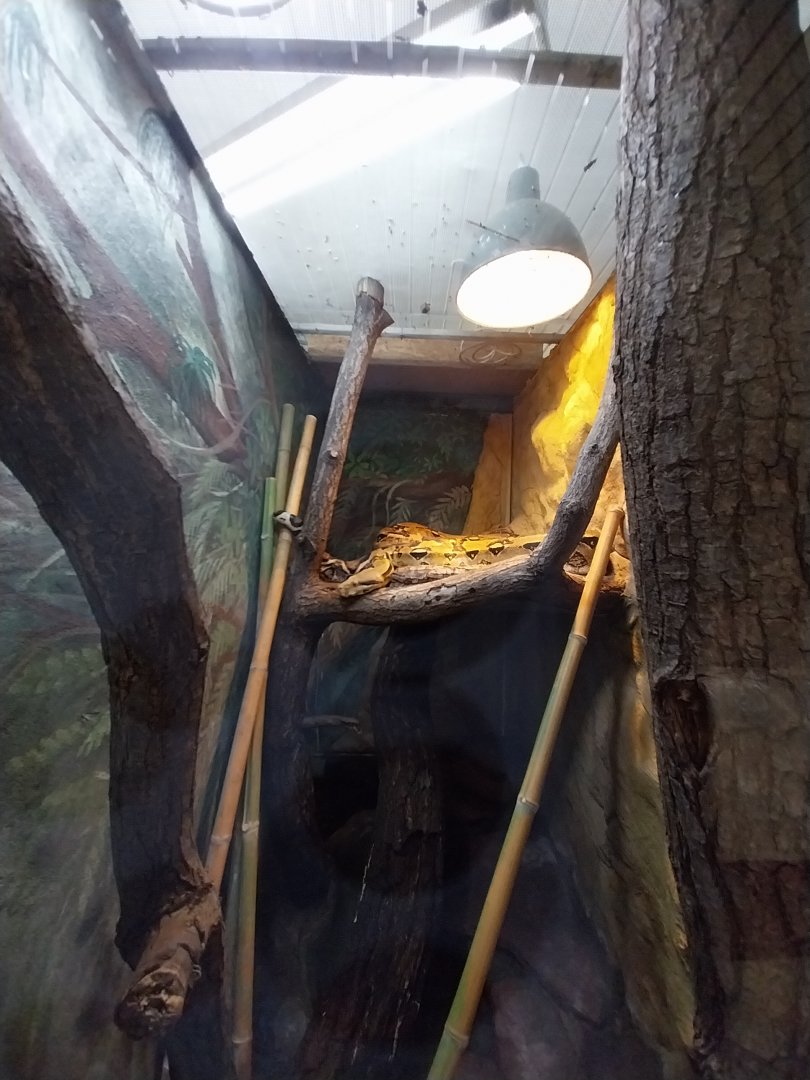 Egzotarium - Boa Constrictor (Boa constrictor)