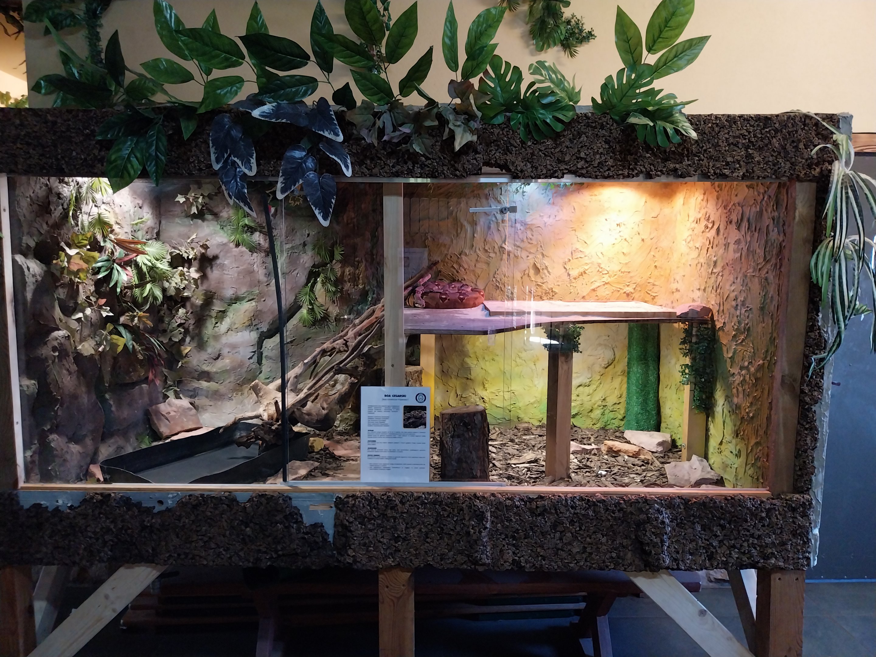 Egzotarium - Boa constrictor imperator