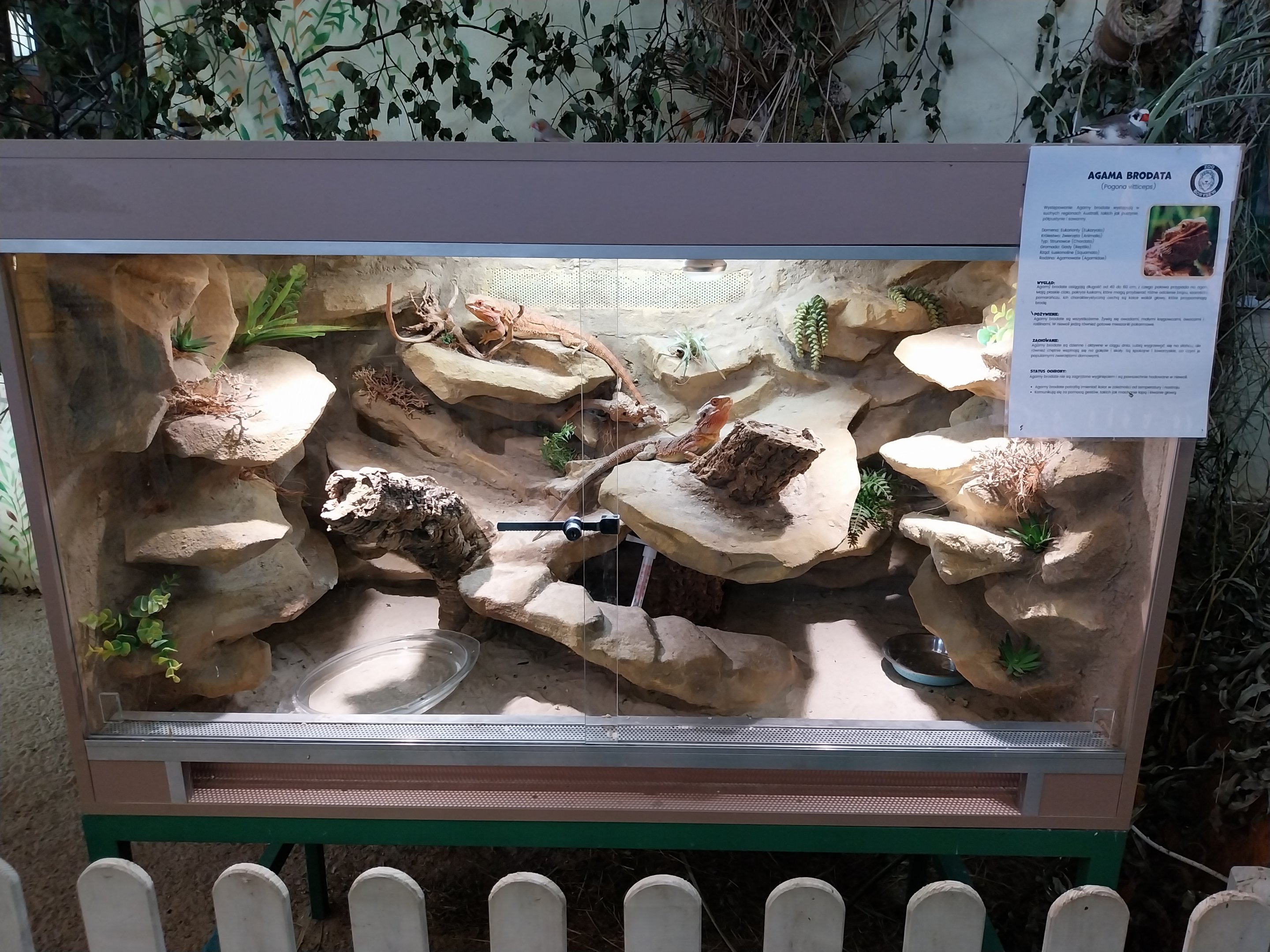 Egzotarium - Central Bearded Dragon (Pogona vitticeps)